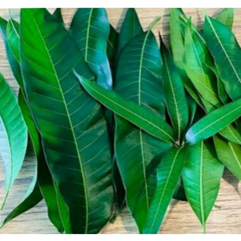 

[Fresh] DAUN MANGGA SEGAR 1KG LANGSUNG PETIK