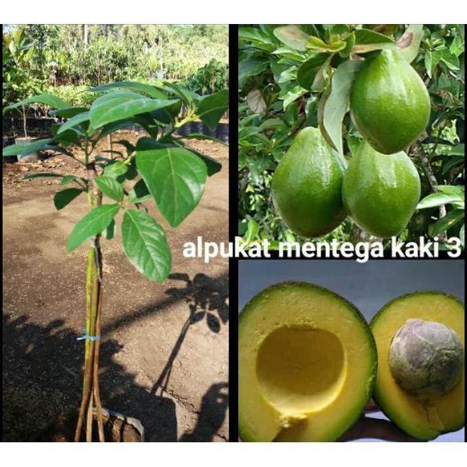 LTE BIBIT TANAMAN BUAH ALPUKAT MENTEGA KAKI 3 *_*