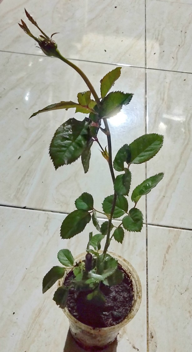 Bibit Mawar Batik Pink