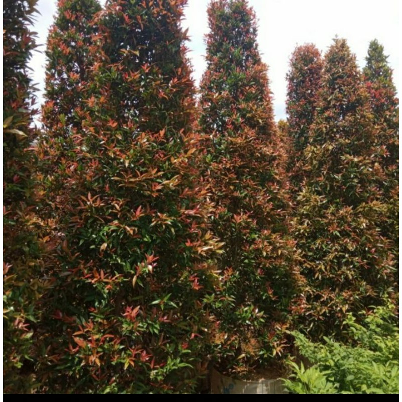 pohon pucuk merah tinggi 2 meter