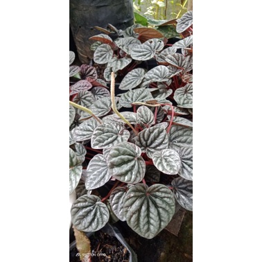 

begonia