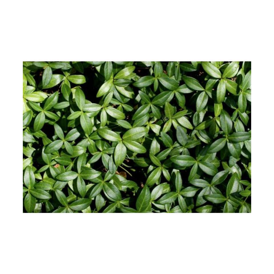 

Skin Dewi Myrtle Essential Oil (Albania), Organic (Skincare Organic)