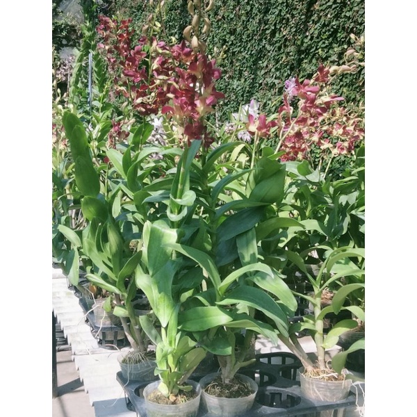 anggrek dendrobium pertachong spike kenop mekar tinggi