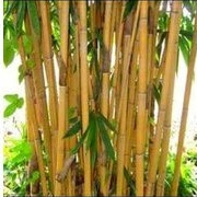 BIBIT BAMBU KUNING ASLI tanaman hias bambu kuning