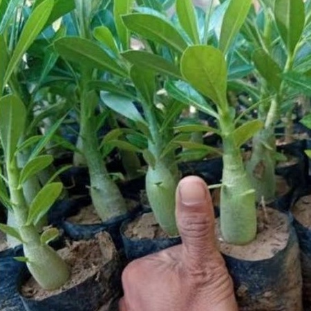 Adenium bunga tumpuk "Dun huang 2"