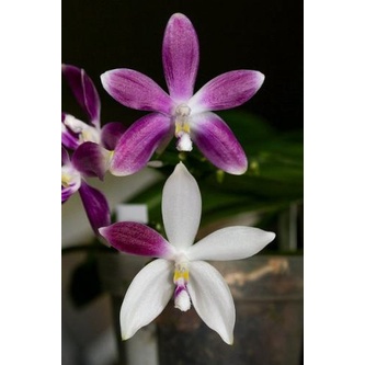 Anggrek Phalaenopsis Speciosa Purple