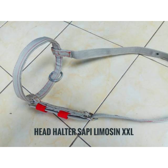 Head Halter Sapi,Brangus Sapi Limosin Indukan Jumbo,Size XXL