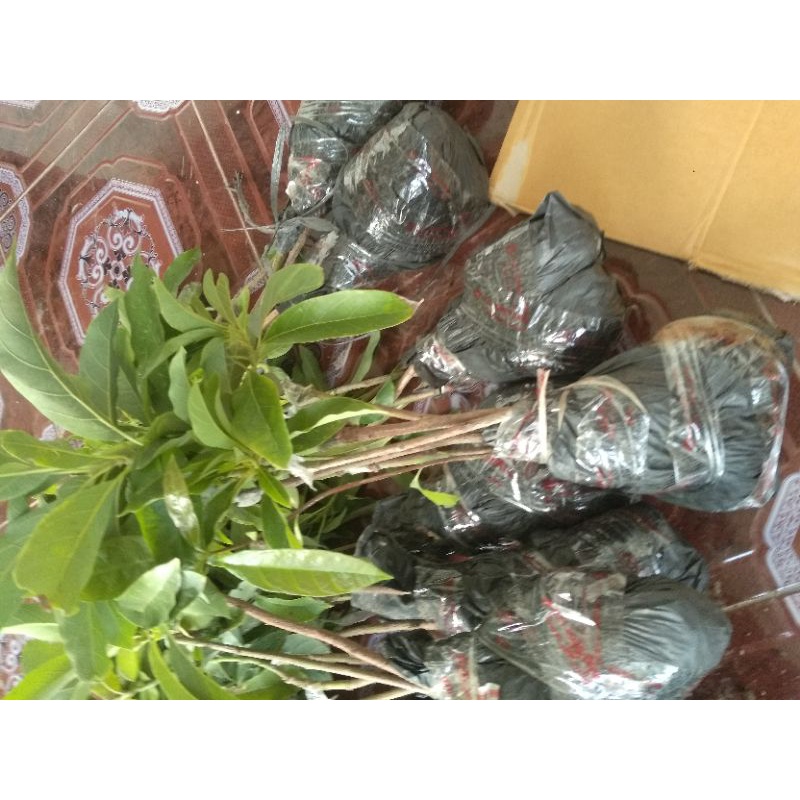 10 BIBIT ALPUKAT ALIGATOR