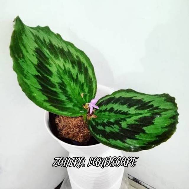 Tanaman Hias Calathea - Calathea Peacock - Meranti - Kalatea Peacock -Kalatea Merak - Bulu Merak