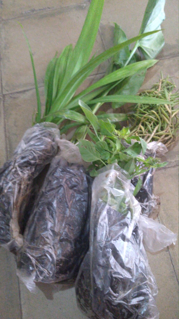 Bibit Tanaman Herbal Serai Bumbu Sere