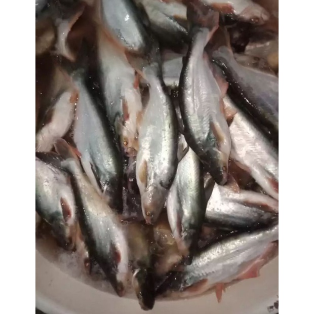 

ikan patin fresh 1kg