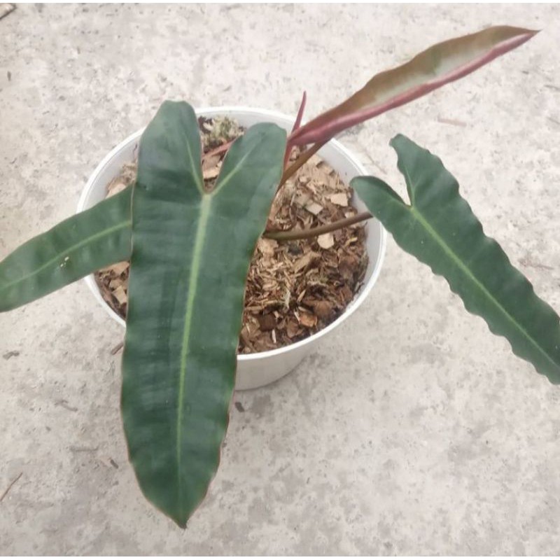 Philodendron Atabapoense