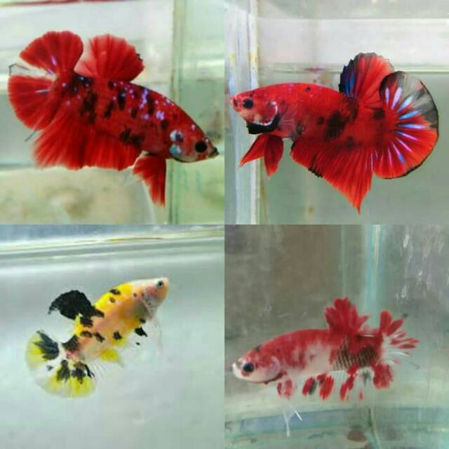 Anakan Burayak Ikan Cupang Koi Nemo Emerald Merah Kuning Galaxy Male Jantan Shopee Indonesia