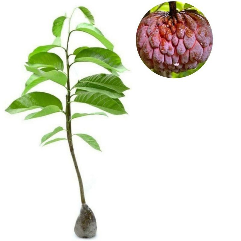 Bibit Tanaman Buah Srikaya Merah Jumbo-Bibit Srikaya Merah-Srikaya Merah Jumbo