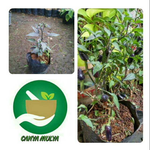 Bibit tanaman cabai rawit ungu- tambulapot cabai rawit ungu pedas