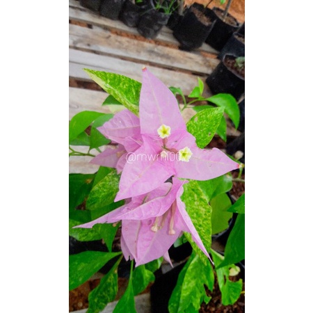 Bougenville Ungu Bangkok Varigata