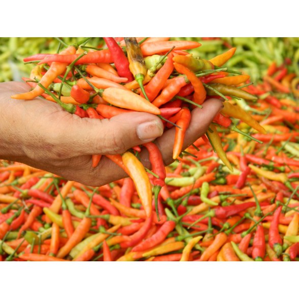 

Cabe Rawit Merah Super 250 g / Cabai Rawit Merah