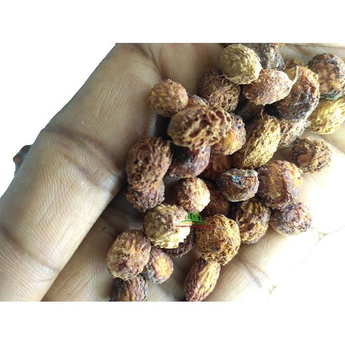 Biji Benih Bidara Arab Asli 1 KG