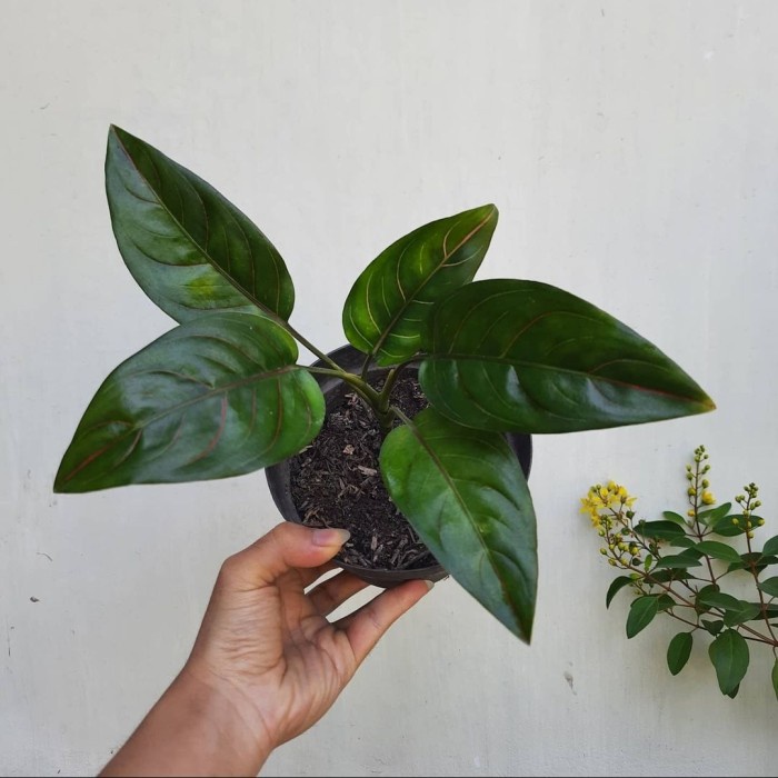 Tanaman Aglonema, Bibit Tanaman Hias Aglonema, Aglonema Rotundum