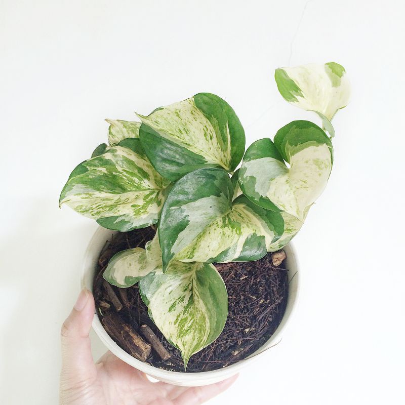 tanaman hias sirih gading manjula varigatha - sirih gading manjula daun 4-6