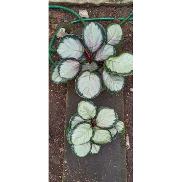 Calathea Crimson Green Jumbo