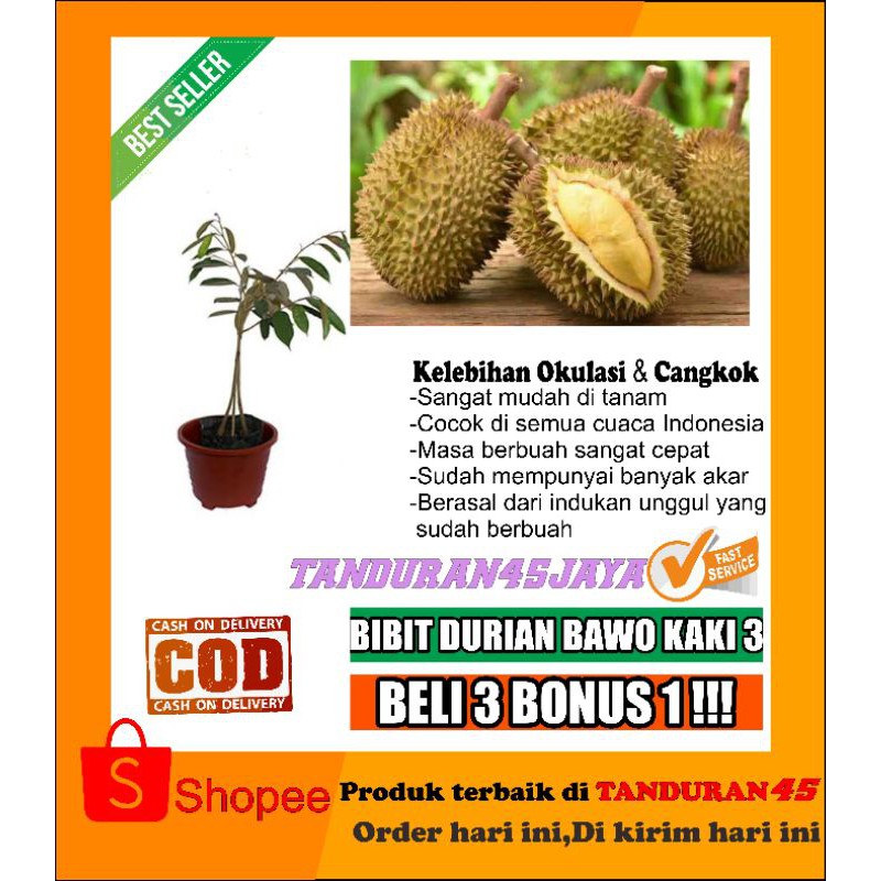 bibit tanaman buah durian bawor kaki 3/bibit durian bawor/bibit durian