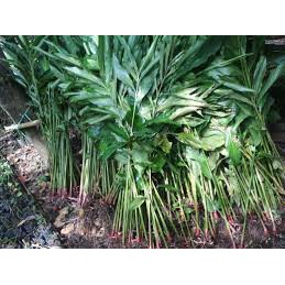 Kapulaga Hibrida Super, Kapulaga Hibrida Merah, Bibit Kapulaga Hibrida Super 100 Bibit