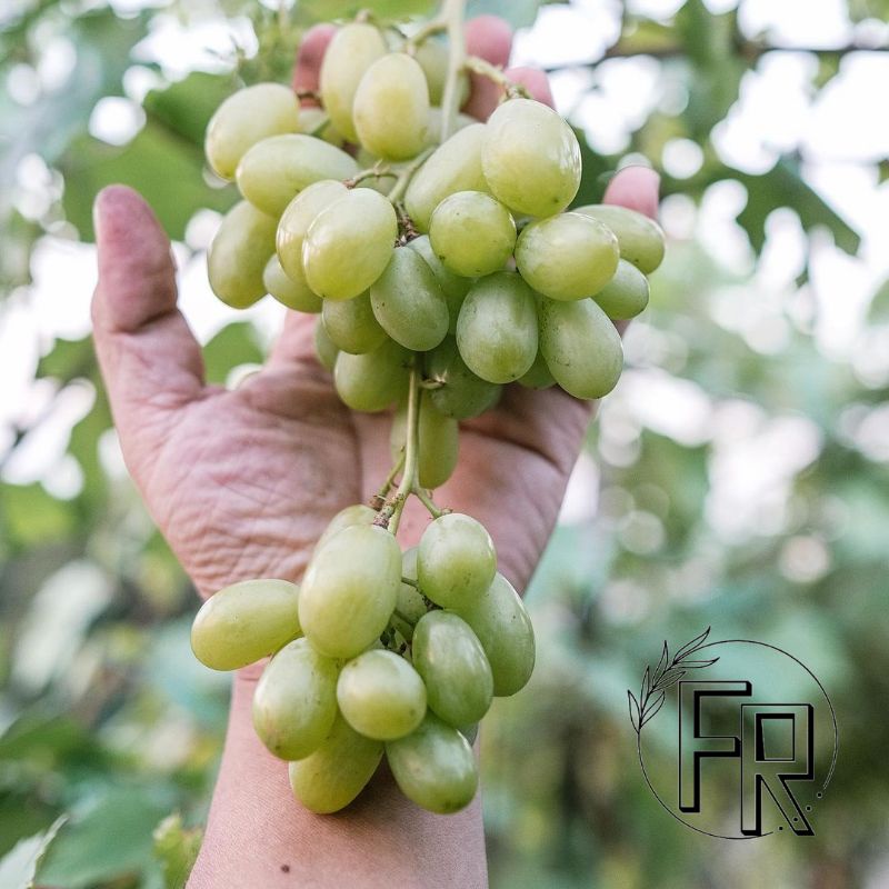 BIBIT TANAMAN BUAH ANGGUR IMPORT DIXON // BIBIT ANGGUR DIXON CEPAT BERBUAH