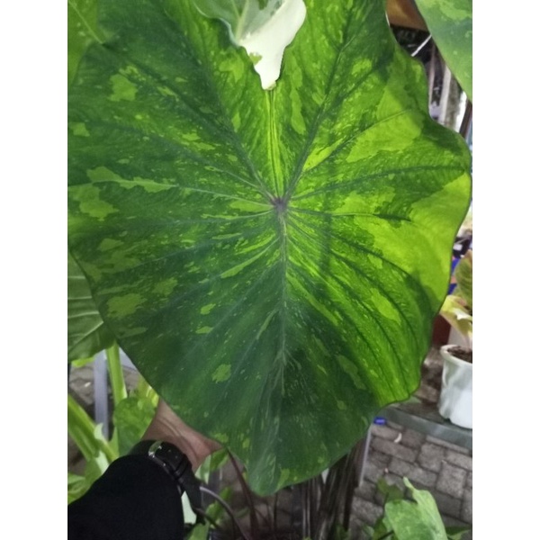 colocasia lime gecko
