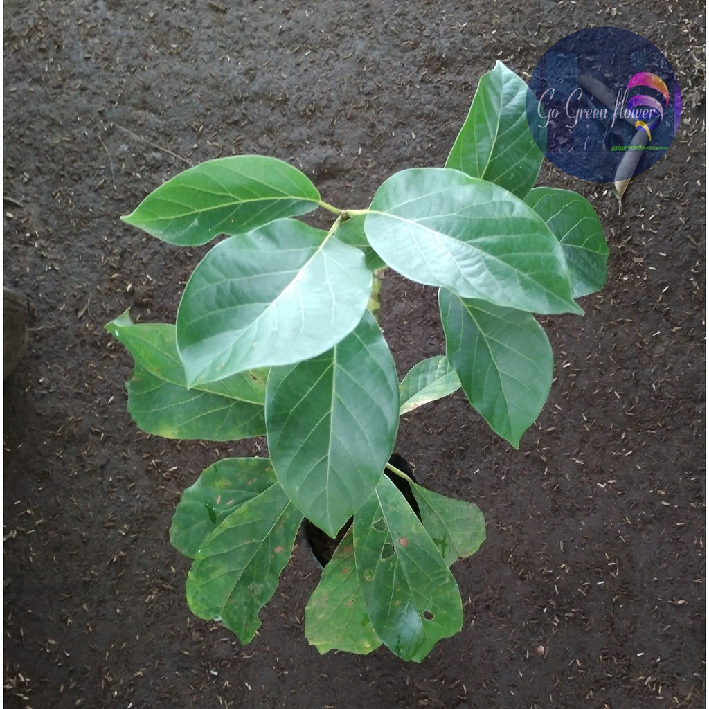 TANAMAN ALPUKAT MENTEGA TABULAMPOT