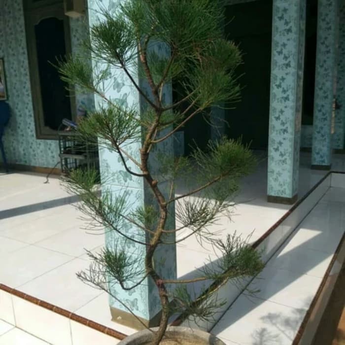 _ Bibit Bonsai Cemara Udang / Pohon Bonsai Cemara Udang - Tanaman