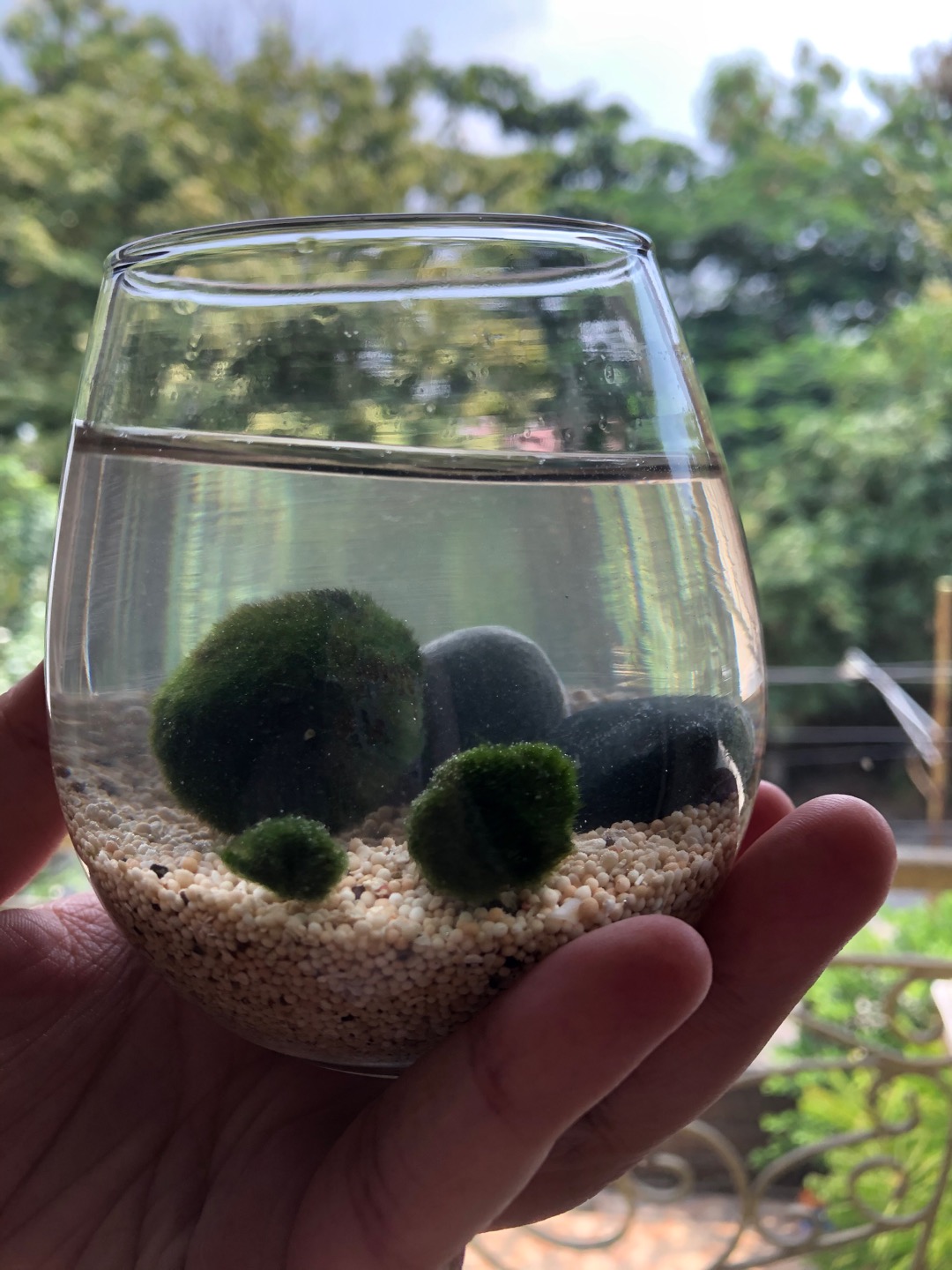 Marimo Moss Ball Alga Jepang Satuan Ukuran 3 - 3.5 Cm