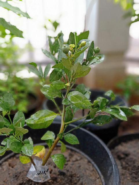 Bibit Jeruk Lemon California Berbunga