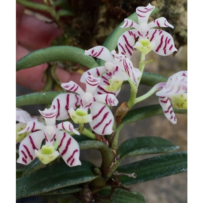 anggrek trichoglottis pusilla