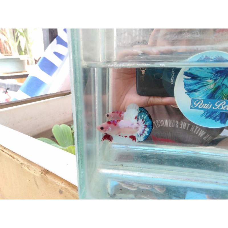 

ikan cupang fancy (B01)