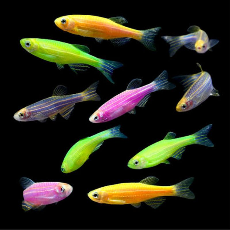 Ikan hias Danio / Zebra Glofish Glow Fish