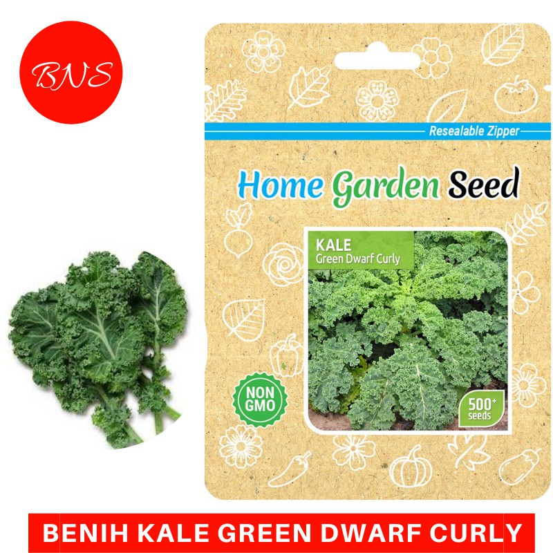 Benih Bibit Kale Green Dwarf Curly Import (isi 500 biji) Home Garden Seed Berkualitas - Banuata