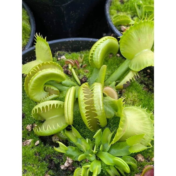 Tanaman Karnivora Venus FlyTrap Venusflytrap VFT GJ Bloody Nurse