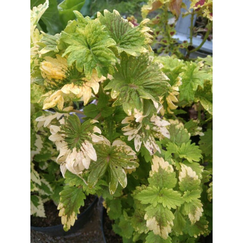 miana#lokal#premium#super#