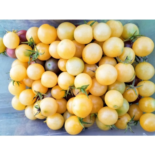 Benih Bibit Biji - White Cherry Tomato Tomat Ceri Kuning Muda Pucat Seeds