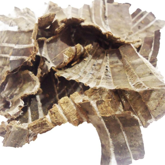 

promo 100gr Du Zhong Premium / Eucommia Bark / To Tiong DuZhong ToTiong