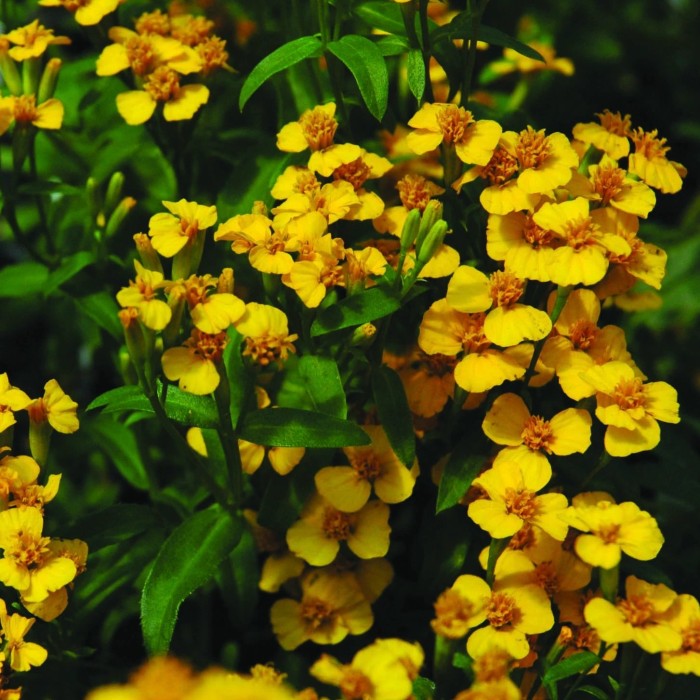 Benih-Bibit Marigold Mexican Mint (Haira Seed)