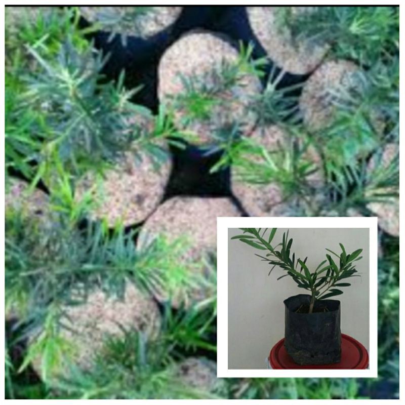 TANAMAN BAHAN BONSAI LOHANSUNG LIDAH BURUNG