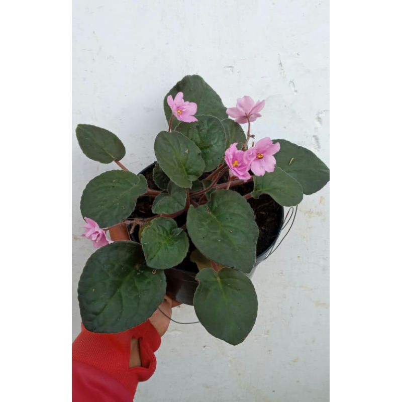 Tanaman Hias Bunga Violces Pink Begonia Violces Pink Daun Besar