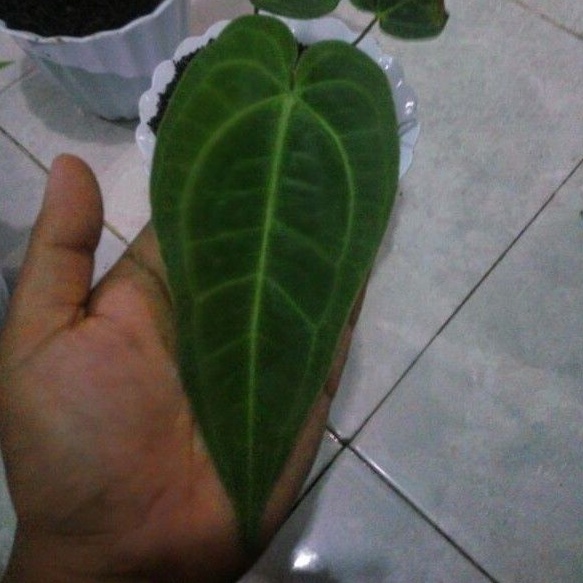 Anthurium Warocqueanum x AOS / Kuping gajah lidah gajah hybrid/ warocqueanum