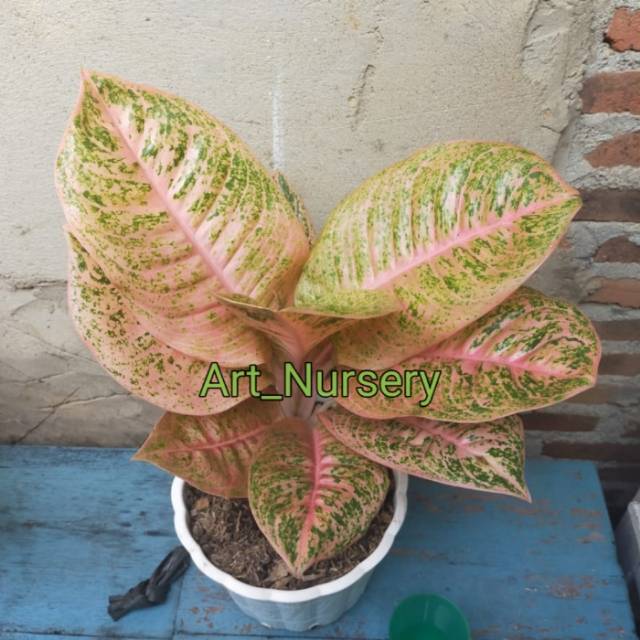 Aglonema Harley Quinn-Aglonema Harleyquinn