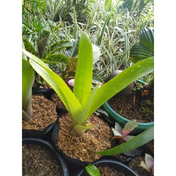 Tanaman Hias Bromelia Kitek