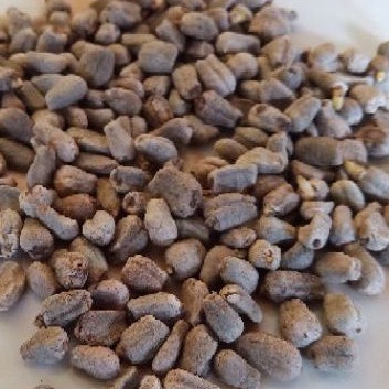 Bibit Porang SPORA grade (AB) || Sepora || Bibit Bunga Porang