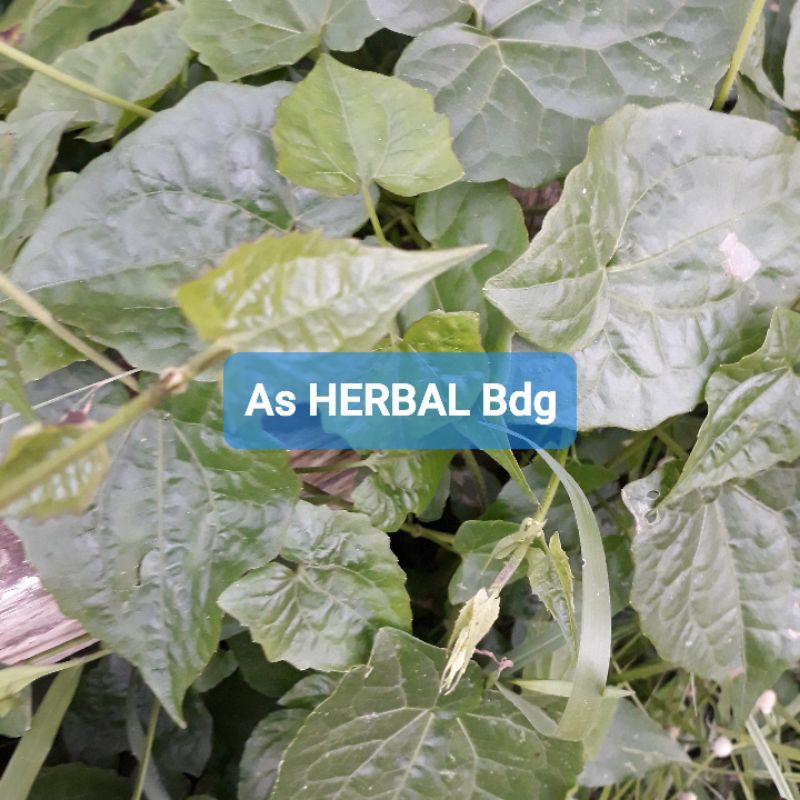 

Daun Sembung Rambat 500 gram petik langsung-az