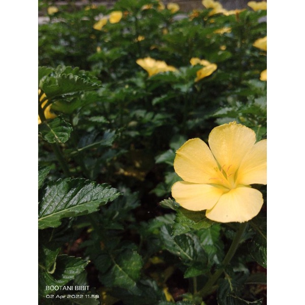 Bunga Yolanda kuning